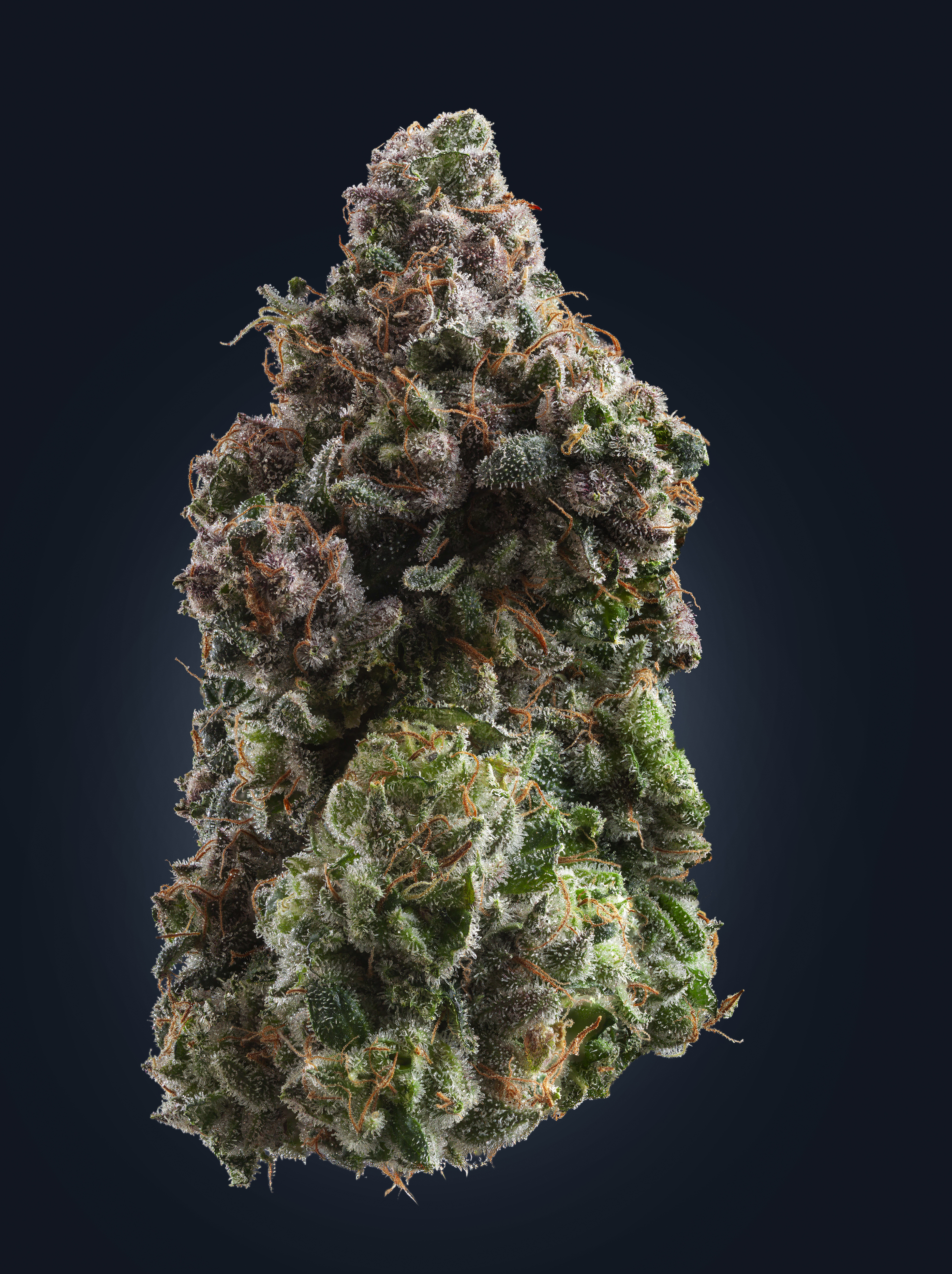Macro cannabis bud detail