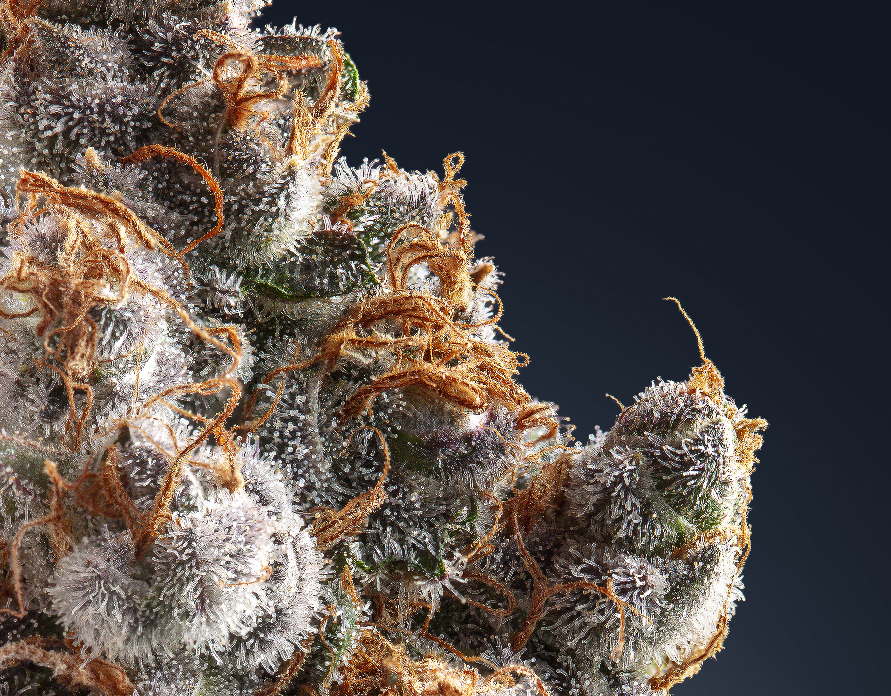 Macro fotografía de tricomas cannábicos